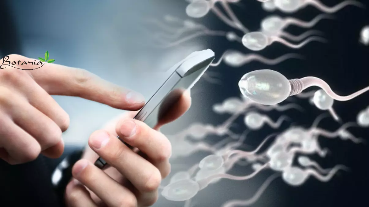 Sóng điện thoại sẽ ảnh hưởng đến số lượng và khả năng vận động của tinh trùng