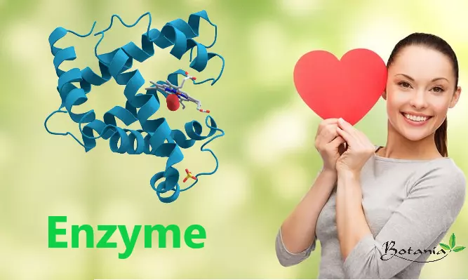 Vai trò của enzym với cơ thể con người