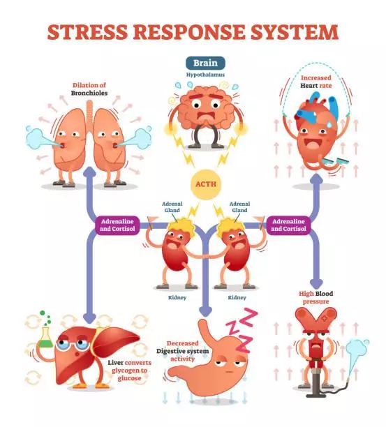 Phản ứng của stress trong cơ thể.