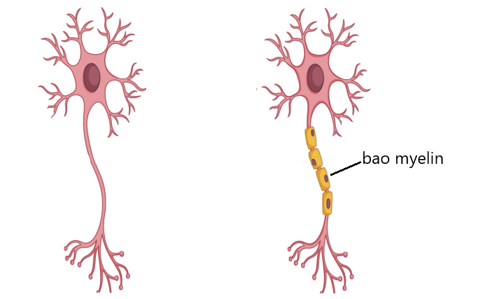 Dây thần kinh không có bao myelin (trái) và có bao myelin (phải)