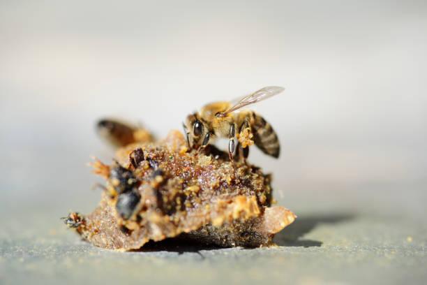 Lợi ích trên sức khỏe của keo ong