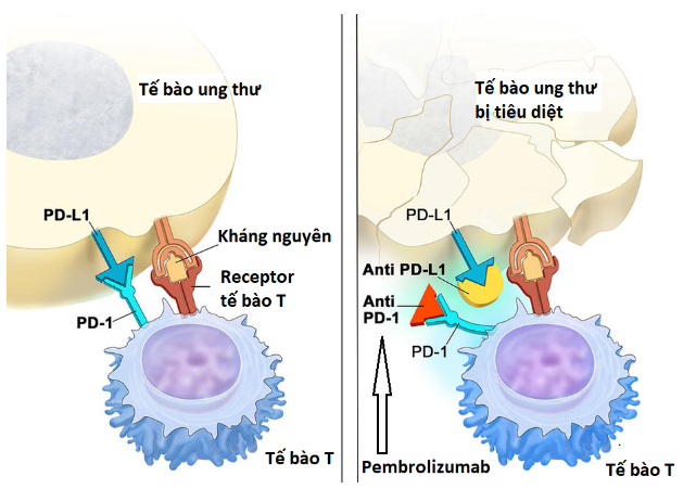 Cơ chế tác dụng của Pembrolizumab trên tế bào ung thư tiền liệt tuyến  