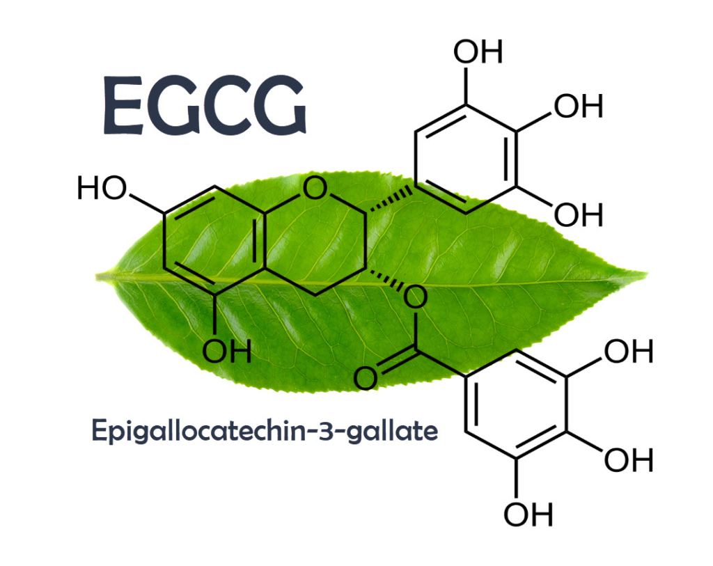 EGCG trong trà xanh là một chất giúp tăng cường sức đề kháng