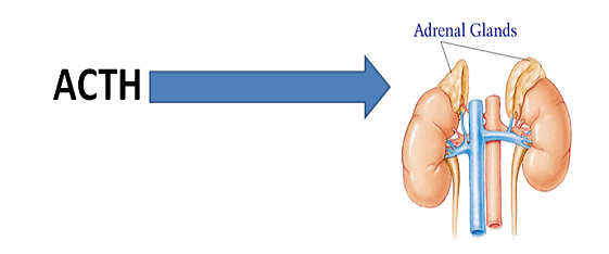 Liệu pháp ACTH được sử dụng trong chẩn đoán suy tuyến thượng thận