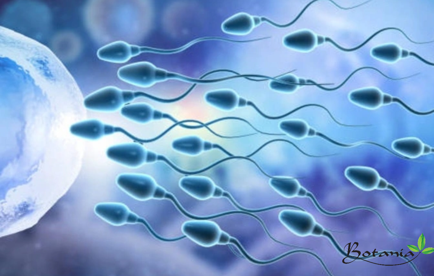 Tinh trùng sống được bao lâu trong tử cung?