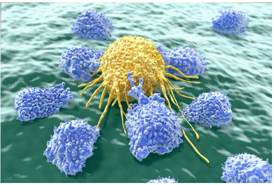 Các tế bào miễn dịch giúp ngăn chặn nguy cơ ung thư di căn do phẫu thuật