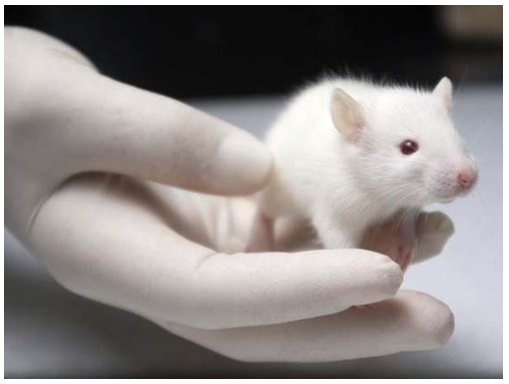 Chuột nhắt trắng là loại động vật được sử dụng nhiều nhất trong mục đích thí nghiệm