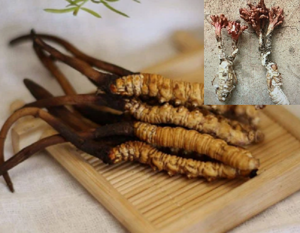 Cẩn trọng khi ăn ve sầu có sừng giống như đông trùng hạ thảo vì có thể trúng độc từ loài nấm kí sinh