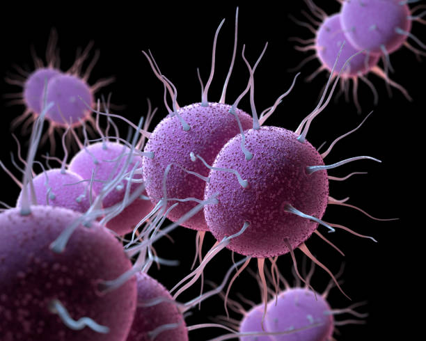 Vi khuẩn Neisseria gonorrhoeae gây bệnh lậu.