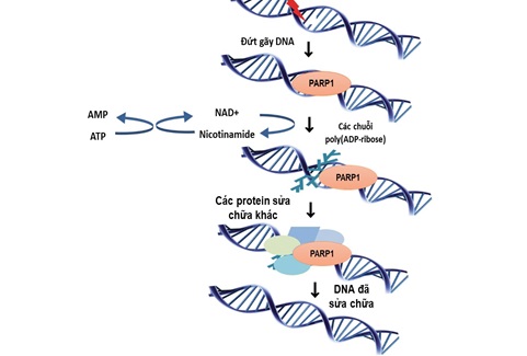 PARP là các enzyme sửa chữa ADN