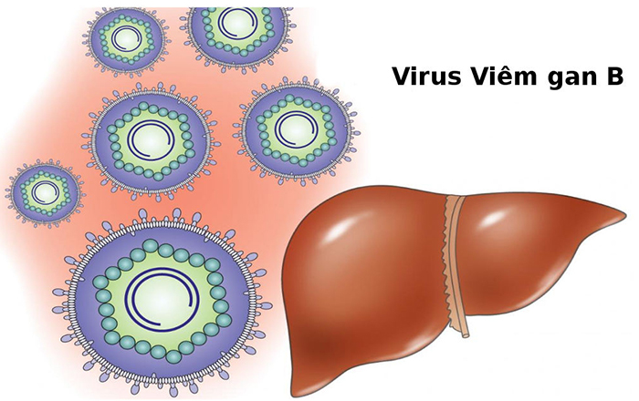 Viêm gan virus làm tăng nguy cơ ung thư gan
