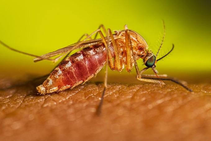 Muỗi Culex là vật chủ trung gian truyền bệnh viêm não Nhật Bản