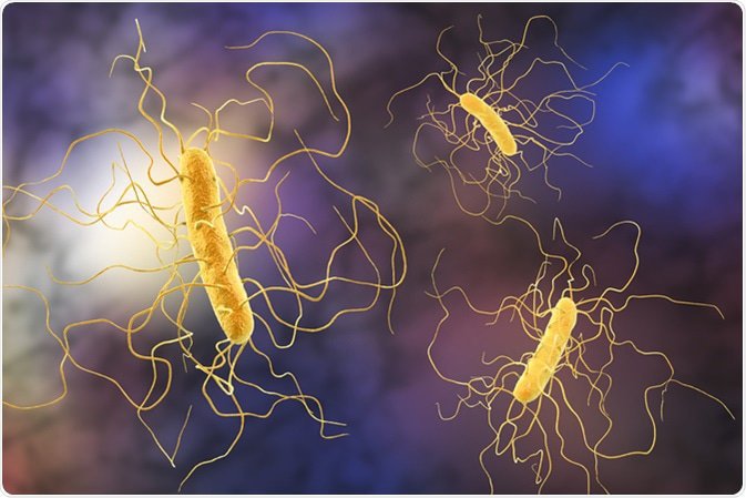 Vi khuẩn Clostridium difficile gây ra viêm đại tràng giả mạc