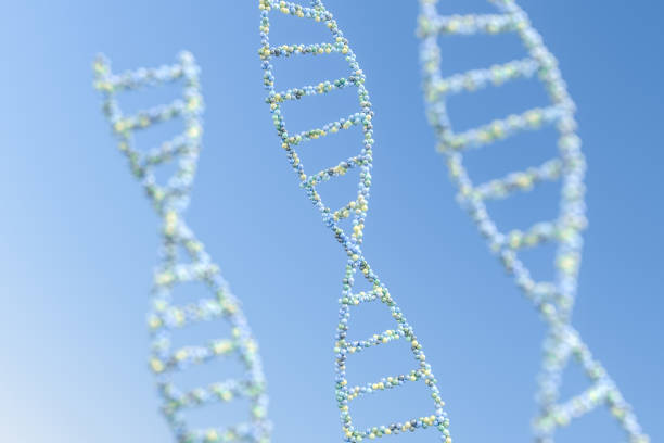 DNA hình kẹp tóc (ảnh minh họa)