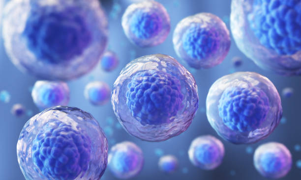 Tế bào gốc giúp bảo vệ tế bào tuyến tụy khỏi sự tấn công của hệ miễn dịch