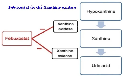 Cơ chế tác dụng của thuốc febuxostat