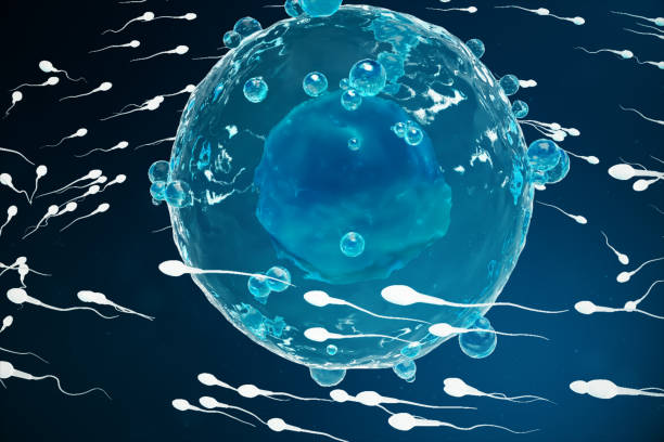Tinh trùng dị dạng: Nguyên nhân và cách cải thiện hiệu quả