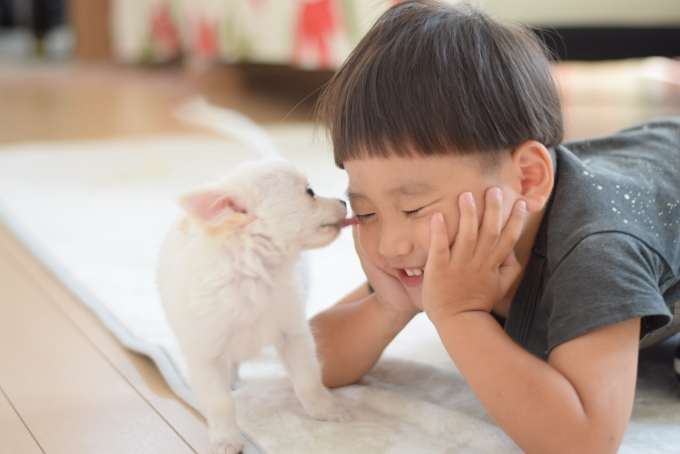 Chó liếm vào mắt vào mặt có cần tiêm vaccine dại?