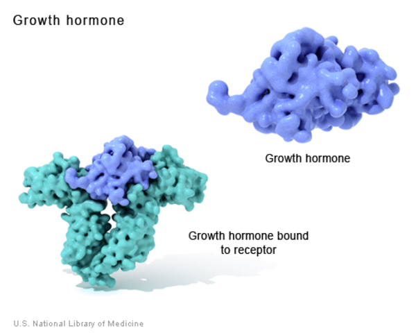 Hormone tăng trưởng HGH